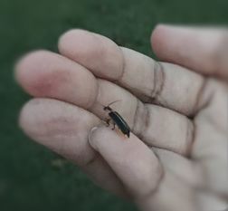 Catching a Firefly, Land in the Hand