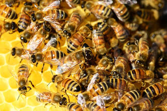 World Honey Bee Dilly Day