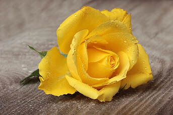 Global Forgiveness Dilly Day - Yellow Rose