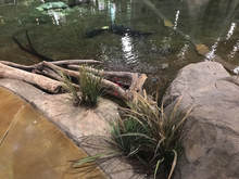Ultimate Guide to Memphis Downtown Bass Pro Shops-Fish Pond