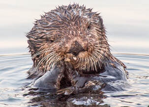 National Wildlife Dilly Day - Sea Otter